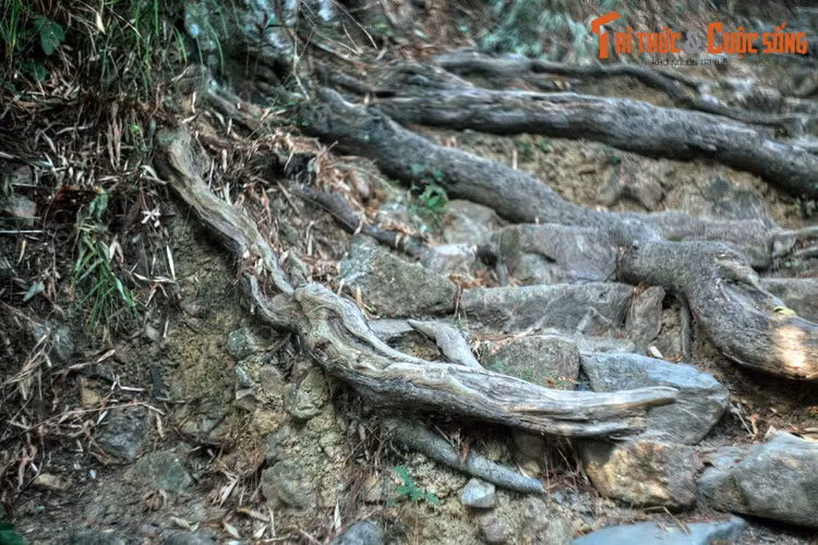 Ngày nay, những dấu ấn lịch sử thiêng liêng của vùng đất Phật Yên Tử như vẫn ẩn chứa sau mỗi gốc tùng.