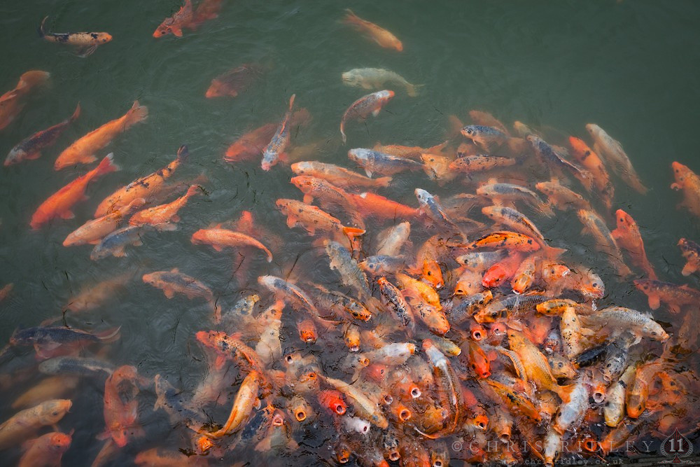 Một hồ nước lúc nhúc cá chép ở Huế.