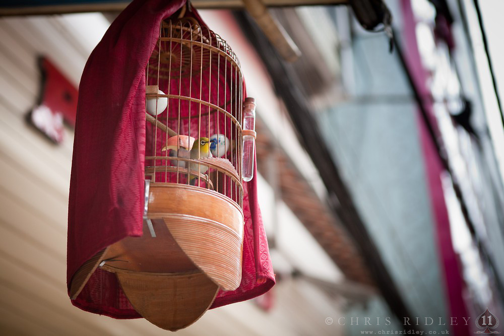 Lồng chim trên vỉa hè, cảnh tượng thú vị có thể bắt gặp ở Hà Nội và nhiều thành phố khác.