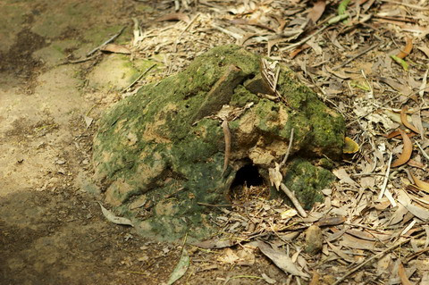 Lỗ thông hơi làm bằng ống tre và cải trang như một gò mối.