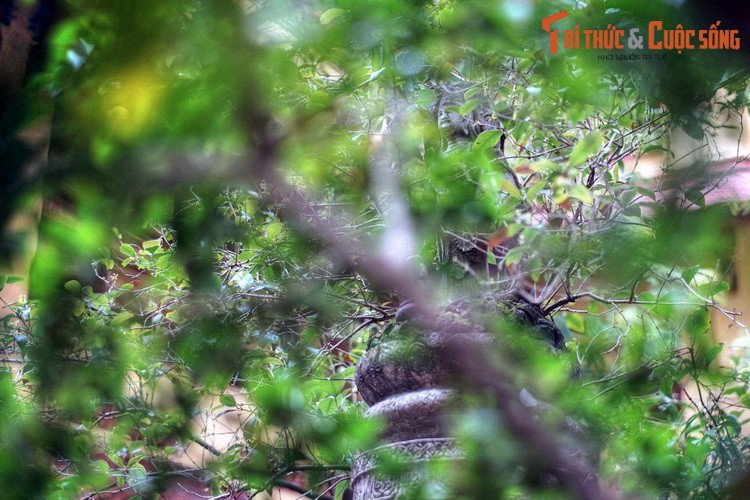 Cùng những hiện vật điêu khắc thời Hậu Lê khác còn được lưu giữ như bia Văn Miếu, rồng đá điện Kính Thiên..., cột đá chùa Lý Triều Quốc Sư góp phần phác thảo một giai đoạn kiến trúc – nghệ thuật đặc sắc của kinh thành Thăng Long xưa.