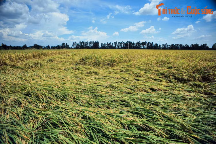 Sóng lúa rập rờn trên cánh đồng mùa lúa chín ở Đồng Tháp. Cây lúa là loại cây trồng chủ yếu, chiếm tỷ trọng lớn trong diện tích gieo trồng và trong giá trị sản xuất toàn ngành nông nghiệp của Đồng Tháp. Tỉnh này là một vựa lúa quan trọng của đồng bằng sông Cửu Long.