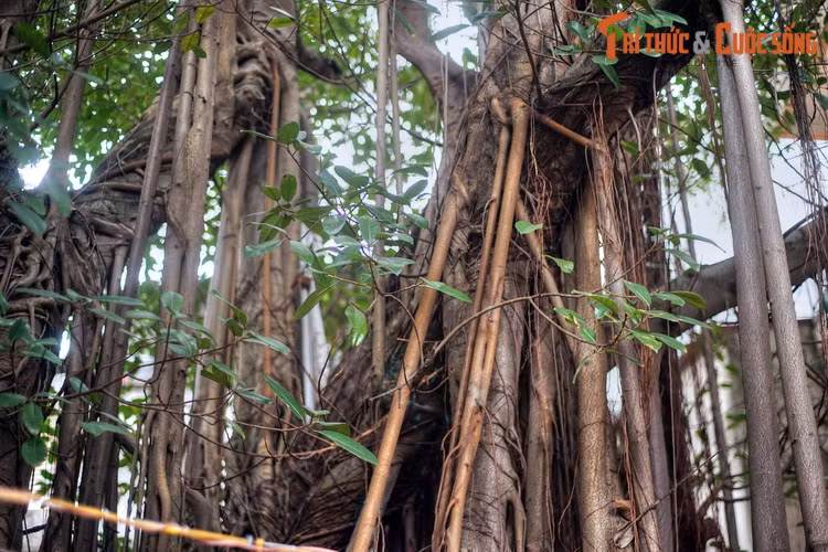 Khi đó vua Chiêm Thành mang quân xâm lấn nước ta, Ngọc Tường cùng mẹ tiễn cha đi đánh giặc. Khi người cha xuống thuyền, cô bé cứ nắm chặt tay áo không rời và đòi đi theo. Thấy vậy, chủ soái Lý Thường Kiệt đã đồng ý cho em đi cùng.