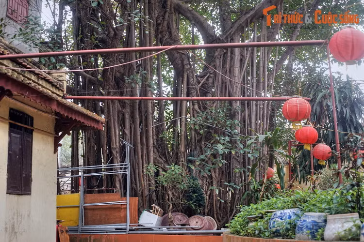 Cây có vòng thân rộng, nhiều người ôm không xuể.