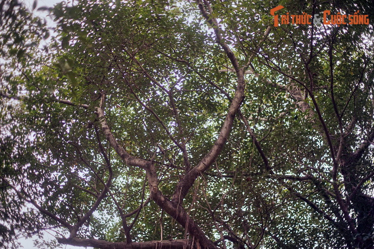 Tán cây xòe rộng và xanh tốt, che mát một góc sân đình, thu hút nhiều chim chóc đến kiếm ăn, trú ngụ.