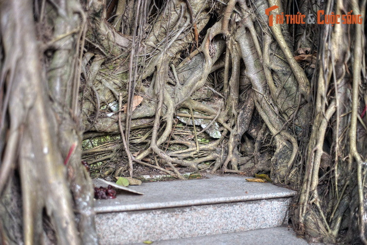 Tuổi của cây đa cổ thụ này chưa được xác định rõ ràng. Một số người tin rằng, cây đã có từ khi đình Đại Yên mới được lập, khoảng thế kỷ 12-13.