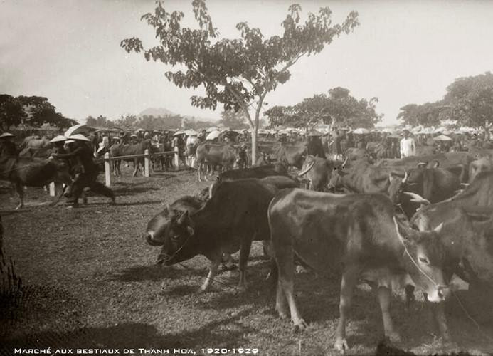 Chợ gia súc ở Thanh Hóa thập niên 1920.