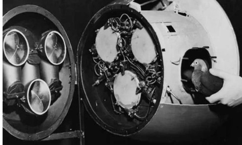 Project Pigeon – dự án thử nghiệm tên lửa tầm nhiệt bằng bồ câu của Mỹ được đề xuất bởi nhà nghiên cứu hành vi B.F Skinner, trong đó sử dụng những chú chim như là một hệ thống dẫn đường.