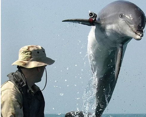 Cá heo cũng có thể được huấn luyện để trở thành "vũ khí" đắc lực cho quân đội.