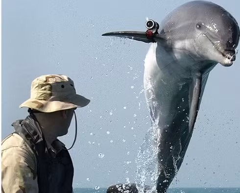 Cá heo cũng có thể được huấn luyện để trở thành "vũ khí" đắc lực cho quân đội.