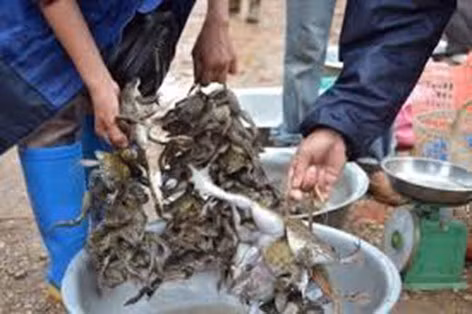 Cau ech dong mua nuoc noi, moi dem bat 5-10 ky, du vai tram ngan