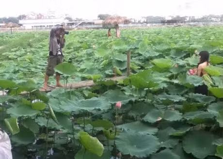 Bên cạnh những khoảnh khắc đẹp xuất thần, đâu đó vẫn xuất hiện hình ảnh về thảm họa và biểu cảm có 1-0-2 của các chị em khi quá mải mê chụp sen.