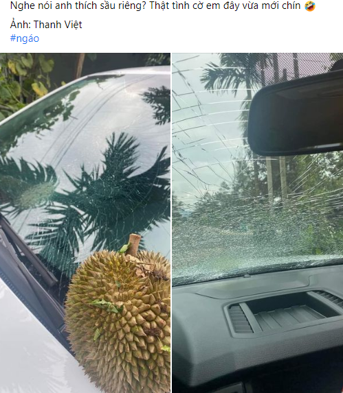 Mới đây lại một trường hợp chiếc kính ô tô vỡ tan tành vì quả sầu riêng rơi trúng khiến cư dân mạng "dở khóc dở cười".