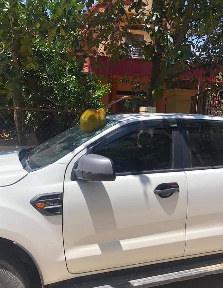 Một chiếc xe khác cũng bị nứt kính do mít rụng khiến netizen nhìn chỉ thấy xót xa. Ảnh: Tổng hợp