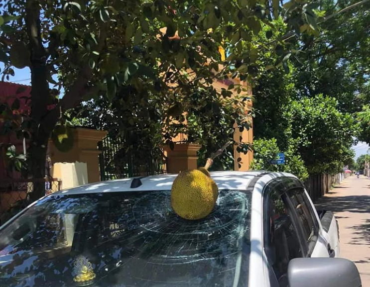 Đã có không ít trường hợp nhận về loạt "tai bay vạ gió" với những loài cây "phản chủ" bất ngờ, khiến nhiều chủ xe khóc ròng và nhận về cái kết... mất tiền.