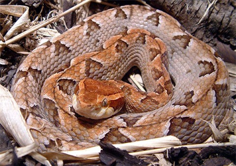 Rắn chàm quạp (Trimeresurus mucrosquamatus): Màu da của loài rắn độc này lẫn vào với lá khô, cây khô nên cực khó phát hiện. Chúng tấn công con mồi với tốc độ cực kỳ nhanh và bất ngờ. Nọc độc của chúng có thể gây hôn mê, tử vong cho nạn nhân.