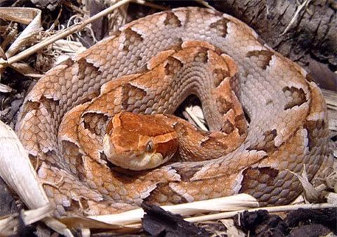 Rắn chàm quạp (Trimeresurus mucrosquamatus): Màu da của loài rắn độc này lẫn vào với lá khô, cây khô nên cực khó phát hiện. Chúng tấn công con mồi với tốc độ cực kỳ nhanh và bất ngờ. Nọc độc của chúng có thể gây hôn mê, tử vong cho nạn nhân.