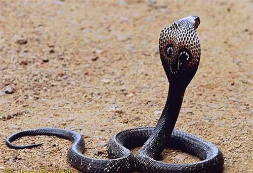 Rắn hổ mèo, hắn hổ mang mèo (Naja siamensis): Đây được biết là một loài rắn độc rất nguy hiểm. Sau khi bị hổ mèo cắn, bệnh nhân thường bị mệt, nôn ói, tiêu chảy, mờ mắt, nhịp tim nhanh, suy thận cấp. Các triệu chứng xuất hiện càng nhanh mức độ nhiễm độc toàn thân càng nặng.