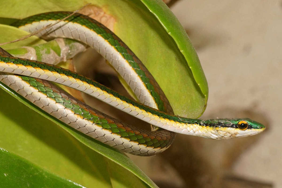 Chuyển bệnh nhân đến cơ sở y tế gần nhất. Trong khi di chuyển, nên đặt bệnh nhân nằm bất động, vùng bị cắn thấp hơn vị trí của tim, vết cắn ở chân, tay có thể để buông thõng. 