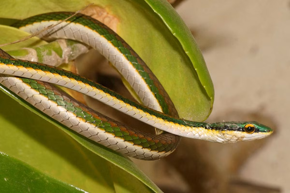 Chuyển bệnh nhân đến cơ sở y tế gần nhất. Trong khi di chuyển, nên đặt bệnh nhân nằm bất động, vùng bị cắn thấp hơn vị trí của tim, vết cắn ở chân, tay có thể để buông thõng. 