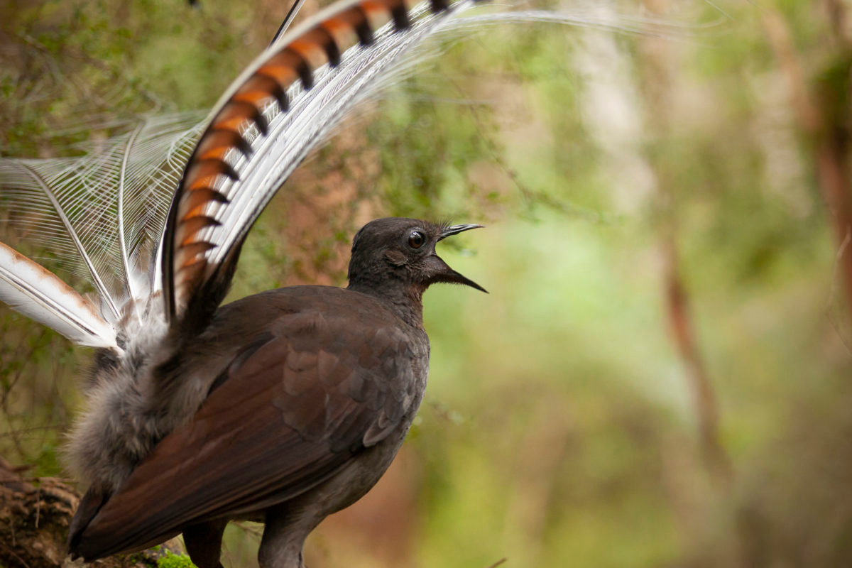 Ngoài ra, các nhà khoa học còn tin rằng ngoài việc tán tỉnh và lừa con cái bước vào cuộc yêu, hành vi tạo âm thanh giả của con đực còn giúp quá trình ái ân kéo dài lâu hơn, qua đó làm tăng tỉ lệ thụ thai thành công.