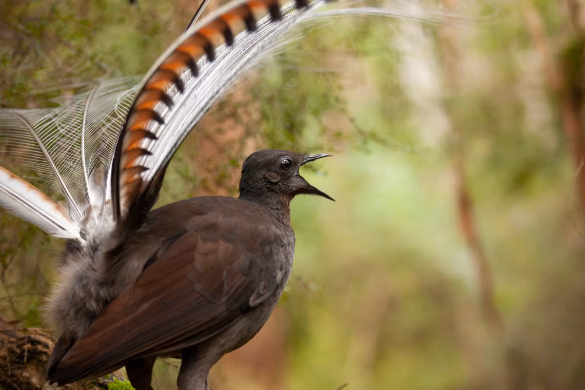 Ngoài ra, các nhà khoa học còn tin rằng ngoài việc tán tỉnh và lừa con cái bước vào cuộc yêu, hành vi tạo âm thanh giả của con đực còn giúp quá trình ái ân kéo dài lâu hơn, qua đó làm tăng tỉ lệ thụ thai thành công.
