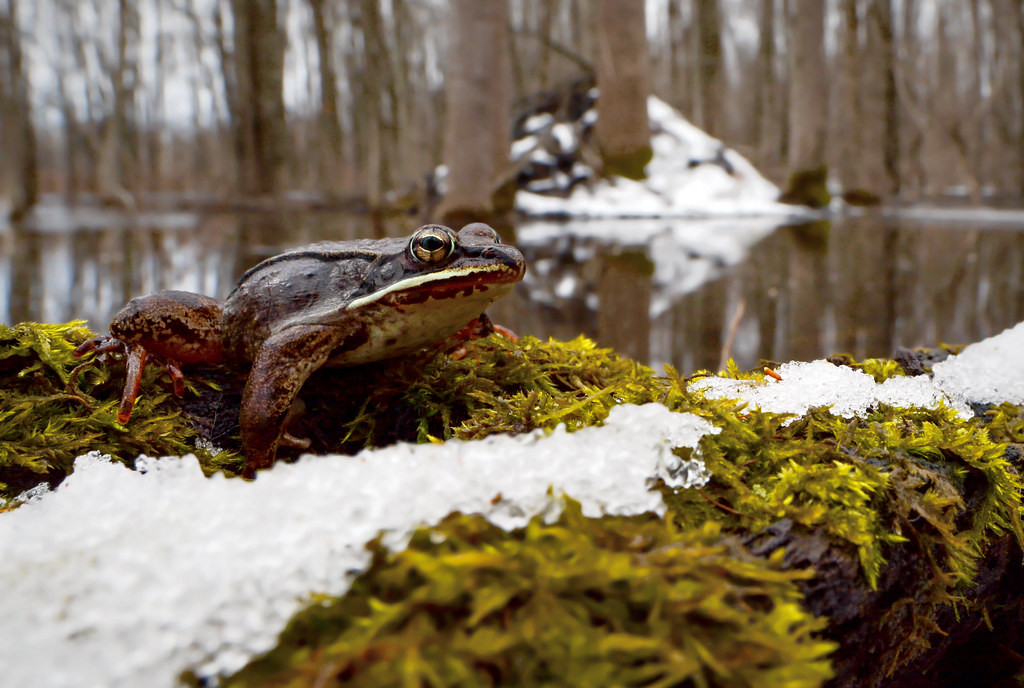 Ngoài ếch gỗ, có 4 loại ếch khác có thể chịu được băng giá gồm ếch cây xám Cope, ếch cây xám miền đông, ếch cây tí hon spring peeper, và ếch hợp xướng miền tây.