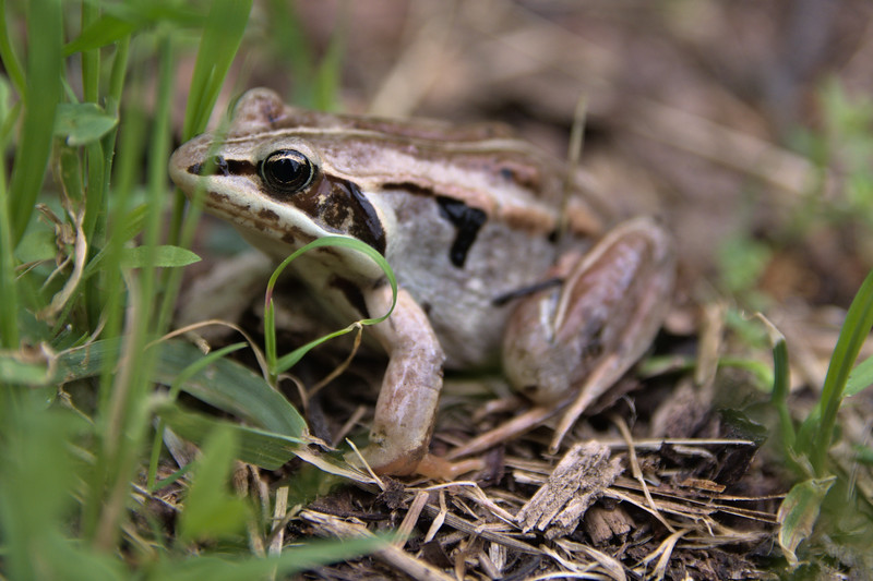 Nghiên cứu về khả năng "chết" của loài ếch này, giới chuyên gia cho rằng, ure - chất thải có trong nước tiểu của ếch có vai trò giúp chúng sống sót sau giai đoạn đóng băng. Có lẽ, các protein bám vào bên trong, bên ngoài tế bào đã giúp chúng không bị co rút đến kiệt quệ, từ đó chống chọi lại băng giá.
