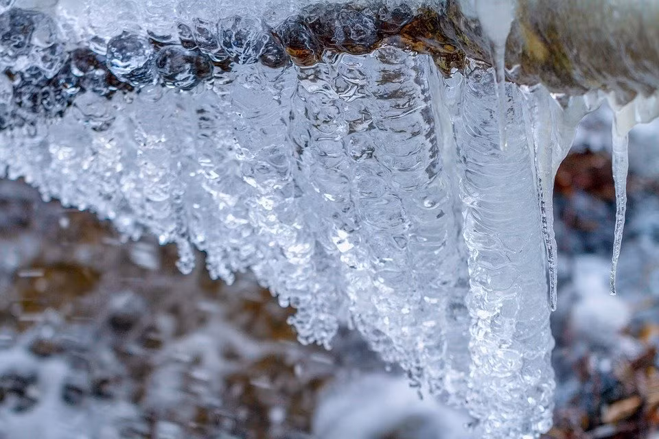 Khi con ếch gỗ bị đông cứng, tim nó vẫn tiếp tục bơm glucose bảo vệ xuyên suốt cơ thể.