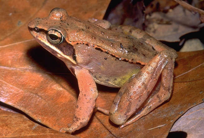 Tuy nhiên, các nhà khoa học cũng cho biết, mặc dù tái sinh, nhưng ếch cũng phải trải qua giai đoạn “sửa chữa”. Khi băng tuyết vừa tan, con ếch có thể hơi lờ đờ. Cơ thể nó cần phải thay thế những tế bào bị hủy hoại.