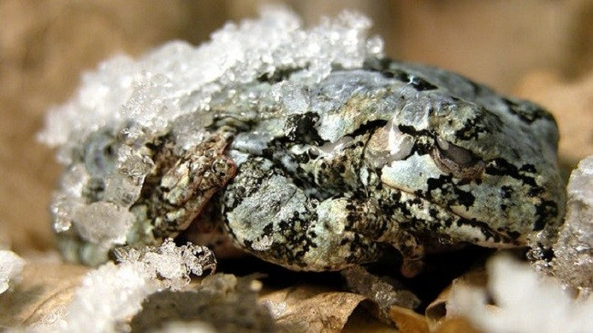 Khi nhiệt độ giảm xuống dưới 32 độ F ếch bị đông cứng, đá bắt đầu hình thành khi tinh thể đá chạm vào da nó. Từng lớp các phần tử nhỏ hình thành khi nhiệt độ giảm.