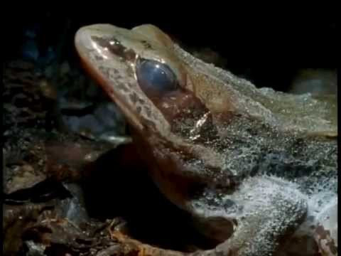 Lúc này một chuỗi các phản ứng cơ thể sẽ xảy ra. Vài phút sau khi băng hình thành trên da, gan của loài ếch gỗ bắt đầu biến đổi đường được tích trữ dưới dạng glycogen thành glucose. Glucose được vận chuyển trong máu đến mọi cơ quan, giúp bảo vệ tế bào không bị mất nước và co lại.