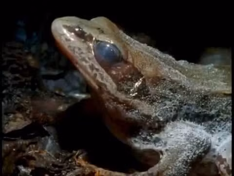 Lúc này một chuỗi các phản ứng cơ thể sẽ xảy ra. Vài phút sau khi băng hình thành trên da, gan của loài ếch gỗ bắt đầu biến đổi đường được tích trữ dưới dạng glycogen thành glucose. Glucose được vận chuyển trong máu đến mọi cơ quan, giúp bảo vệ tế bào không bị mất nước và co lại.