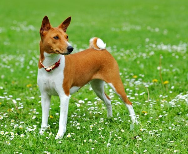 Basenji có kích thước tương đương với một con chó săn. Con đực cao từ 41–43 cm, nặng từ 10–12 kg; con cái cao từ 38–41 cm, nặng từ 9–11 kg. Bắp thịt rắn chắc, sọ bằng phẳng.