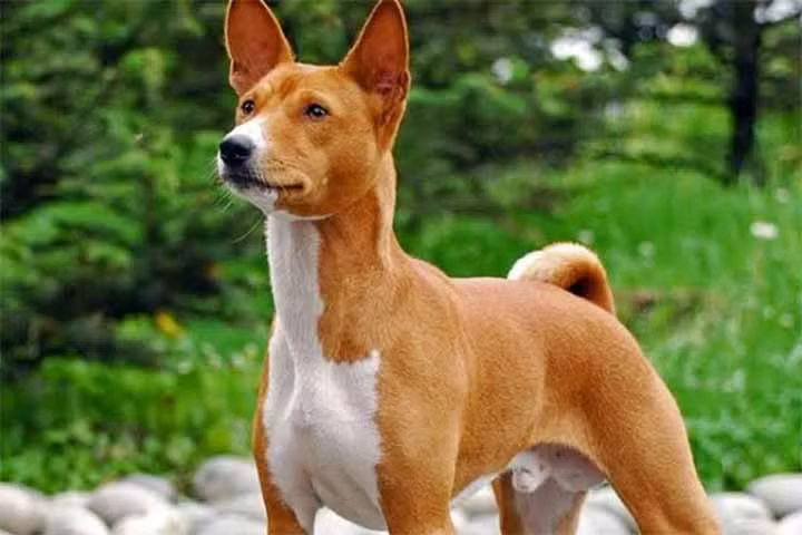 Loài chó này còn có đặc điểm là vô cùng sạch sẽ, gần như không có mùi hôi.