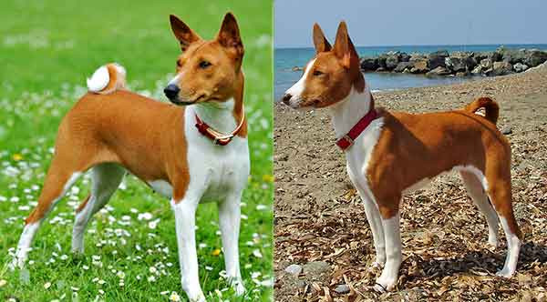 Điểm đặc biệt nhất của Basenji là không bao giờ sủa. Tuy nhiên, chúng thuộc loại “ồn ào”. Tùy tâm trạng chúng có thể gần gừ, tru, rên ư ử...
