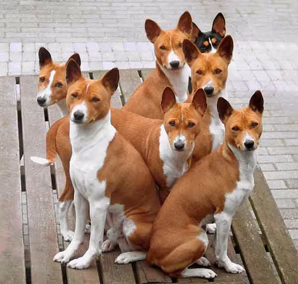 Đầu những năm 1900, chó Basenji được mang đến châu Âu và nuôi với mục đích bảo vệ chủ nhân khi gặp thú dữ trong rừng.