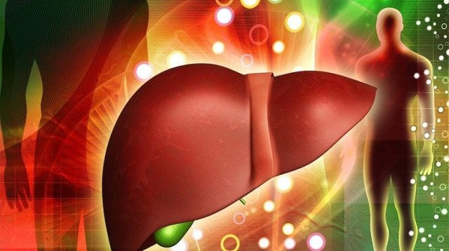 Khả năng tái sinh của gan cực tốt, dù có bị cắt đi 75% thì chúng vẫn có thể khôi phục lại bình thường. Trong cơ thể con người, chỉ có gan có năng lực kỳ diệu này.