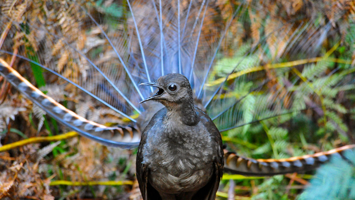Chim Cầm Điểu hay còn gọi là chim Đàn Lia tên khoa học là Lyrebird là loài chim bản địa của Australia.
