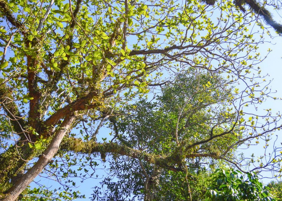 Năm 2017, quần thể 7 cây (4 loài) cổ thụ tại danh thắng Ngũ Hành Sơn được Hội Bảo vệ thiên nhiên và môi trường Việt Nam vinh danh là Cây Di sản. Theo trang TTĐT quận Ngũ Hành Sơn, đó là cây đa sộp hơn 610 tuổi phía sau chùa Linh Ứng, cụm 3 cây bồ kết 160-210 tuổi ở lối vào động Tàng Chơn, cụm 2 cây bàng 240-350 tuổi trước chùa Tam Thai, và cây thị hơn 205 tuổi sau lưng chùa Tam Thai. Ảnh: Báo Đà Nẵng.