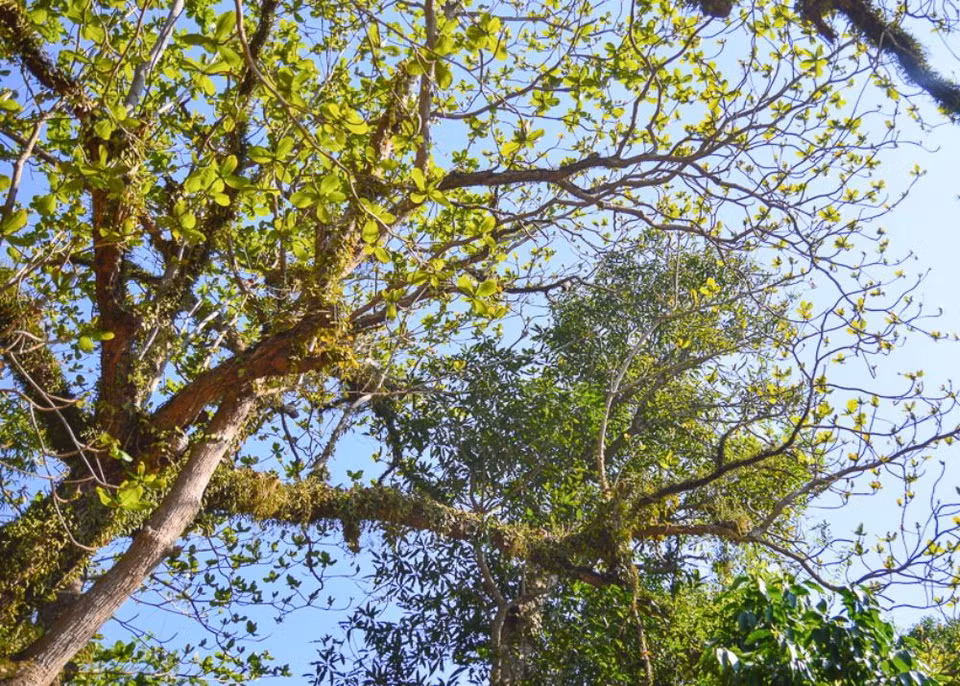 Năm 2017, quần thể 7 cây (4 loài) cổ thụ tại danh thắng Ngũ Hành Sơn được Hội Bảo vệ thiên nhiên và môi trường Việt Nam vinh danh là Cây Di sản. Theo trang TTĐT quận Ngũ Hành Sơn, đó là cây đa sộp hơn 610 tuổi phía sau chùa Linh Ứng, cụm 3 cây bồ kết 160-210 tuổi ở lối vào động Tàng Chơn, cụm 2 cây bàng 240-350 tuổi trước chùa Tam Thai, và cây thị hơn 205 tuổi sau lưng chùa Tam Thai. Ảnh: Báo Đà Nẵng.