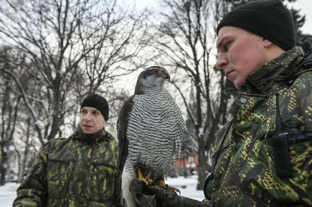 Tuy nhiên, chim ưng hay bị lạc đường và sợ hãi khi bay trong thành phố. Ngoài ra, giá của loài chim này cũng rất cao, có thể lên tới hàng chục nghìn USD, và đây cũng là loài chim khó chăm sóc.