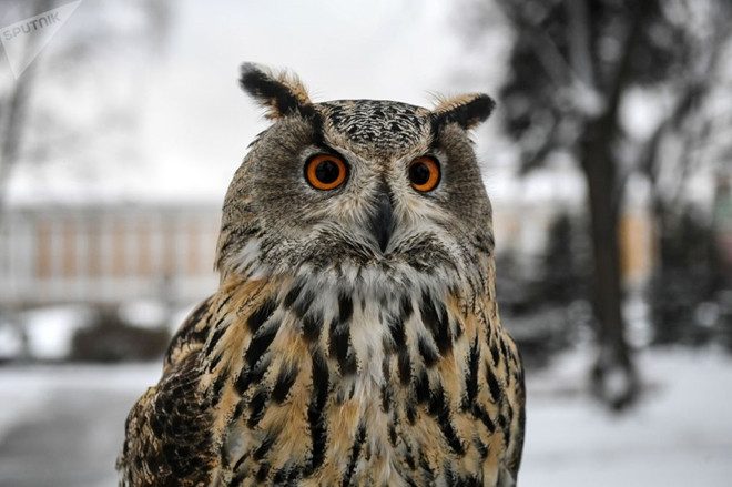 Ngoài diều hâu, Điện Kremlin cũng nuôi thêm cú mèo. Đây cũng là loài săn quạ vào ban đêm. Sử dụng cú mèo giúp xua đuổi quạ tránh xa Điện Kremlin khi trời tối.