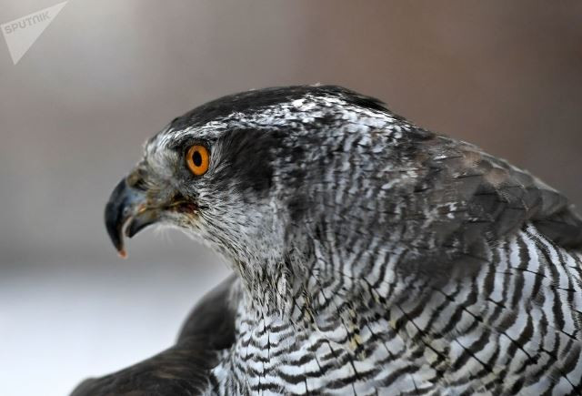 Khi lực lượng bảo vệ Điện Kremlin nhìn thấy quạ, họ sẽ cho diều hâu xuất kích để xua đuổi.