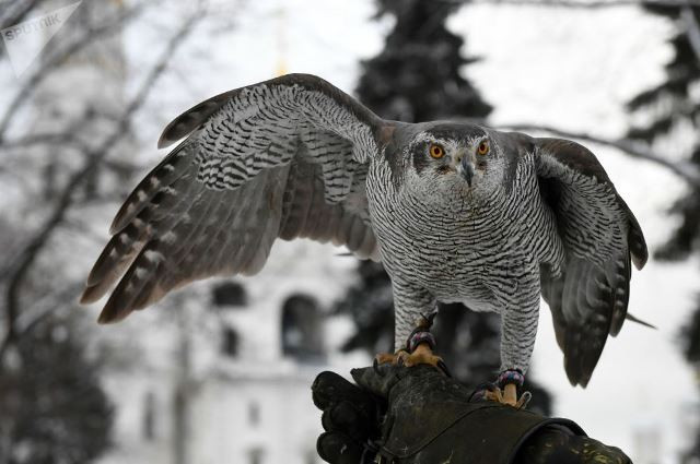 Ngoài phá hoa, lấy hạt từ các khu vườn trong khuôn viên Điện Kremlin, quạ còn phá hoại các mảnh vàng lá trên mái vòm của Điện Kremlin, phát tán các loại dịch bệnh.