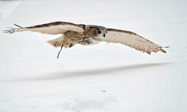 Ngày nay, Điện Kremlin "chiêu mộ" diều hâu và biệt đội chim tinh nhuệ phục vụ cho công tác bảo vệ. Việc sử dụng diều hâu được cho là hiệu quả hơn so với chim ưng vì con mồi tự nhiên của diều hâu là quạ, trong khi chim ưng chủ yếu săn các loài gặm nhấm.