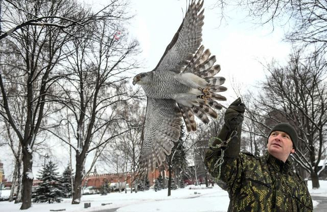 So với chim ưng, diều hâu cũng dễ chăm sóc hơn. Chúng thân thiện hơn với những người chăm sóc và có giá thấp hơn nhiều so với chim ưng, từ 15.000.20.000 rúp (khoảng 170-260 USD)/con.