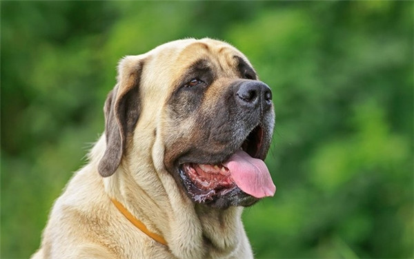 Chó ngao Anh, Mastiff: Đây là loài chó dũng cảm được nuôi nhiều để làm chó bảo vệ ở vùng nông thôn nước Anh. Tuy vậy, giống chó này có sự tập trung kém, để học tập những điều đơn giản phải mất nhiều thời gian. Sau khi học được, chúng lại dễ bị đồng hóa thông tin và lãng quên nhanh chóng.