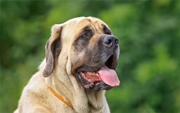 Chó ngao Anh, Mastiff: Đây là loài chó dũng cảm được nuôi nhiều để làm chó bảo vệ ở vùng nông thôn nước Anh. Tuy vậy, giống chó này có sự tập trung kém, để học tập những điều đơn giản phải mất nhiều thời gian. Sau khi học được, chúng lại dễ bị đồng hóa thông tin và lãng quên nhanh chóng.