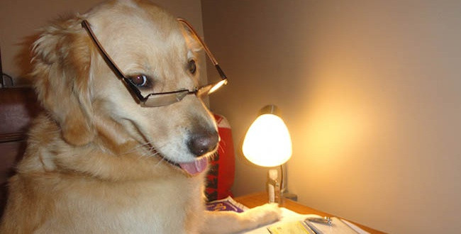 Theo cách tính này, có rất nhiều loài chó kém thông minh. Điều may mắn là chúng có những đặc tính như đẹp, đáng yêu, dũng cảm... nên vẫn được yêu mến cho dù ngốc nghếch.